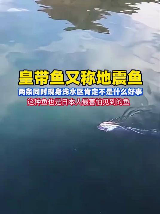 皇带鱼又称地震鱼,这种鱼也是日本人最害怕见到的鱼