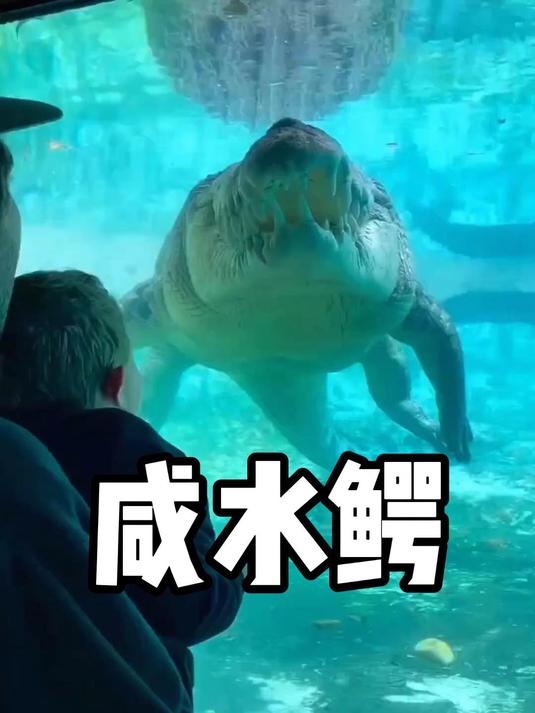 世界上最大的鳄鱼咸水鳄,大白鲨遇到都忌惮三分!