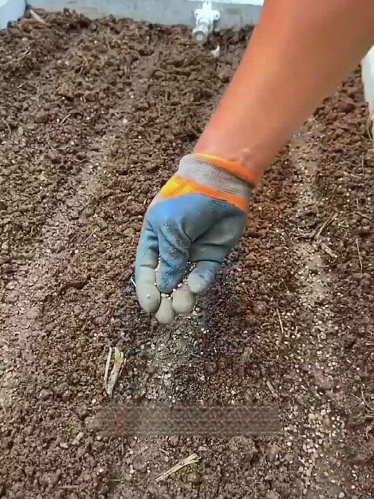 厨房新宠小叶香菜种,速来尝鲜!