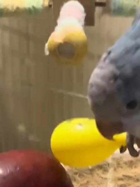 敲木鱼的鹦鹉,像小和尚一样敲来敲去的