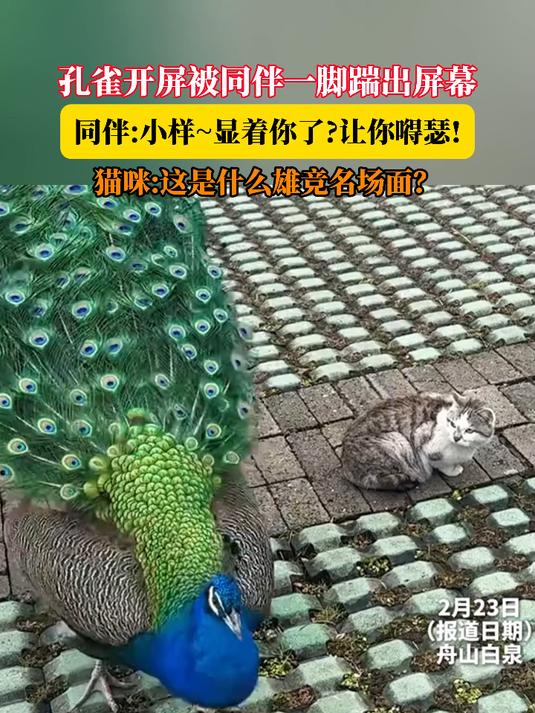 孔雀开屏被同伴一脚踹出屏幕,同伴:小样~显着你了让你嘚瑟!猫咪:这是什么雄竞名场面?
