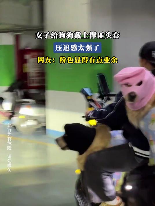 女子给狗狗戴上悍匪头套，压迫感太强了，网友：粉色显得有点业余