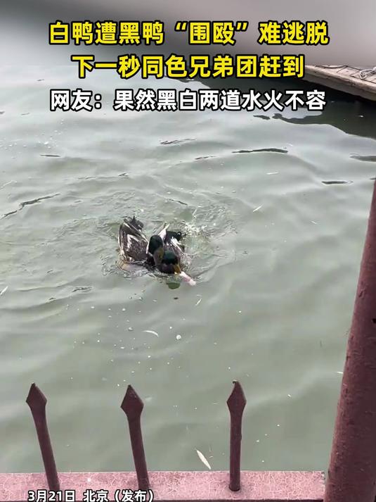 白鸭遭黑鸭“围殴”难逃脱,下一秒同色兄弟团赶到!网友:果然黑白两道水火不容