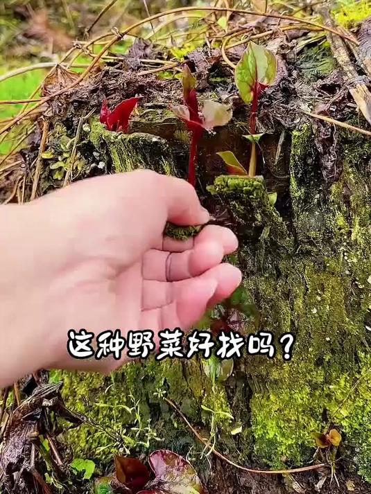 分享20种农村常见的野菜，你都吃过哪几种呀？