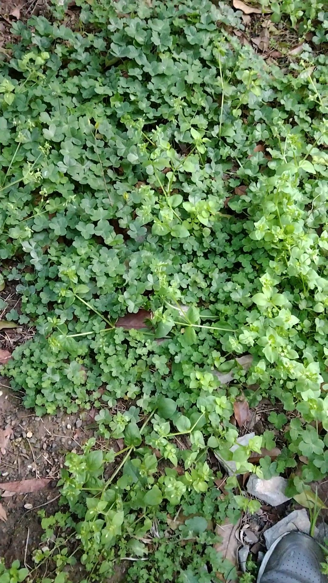 生活区草地里也有母鸡头野菜
