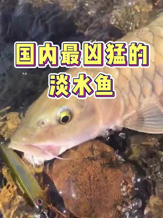 国内最凶猛的淡水鱼