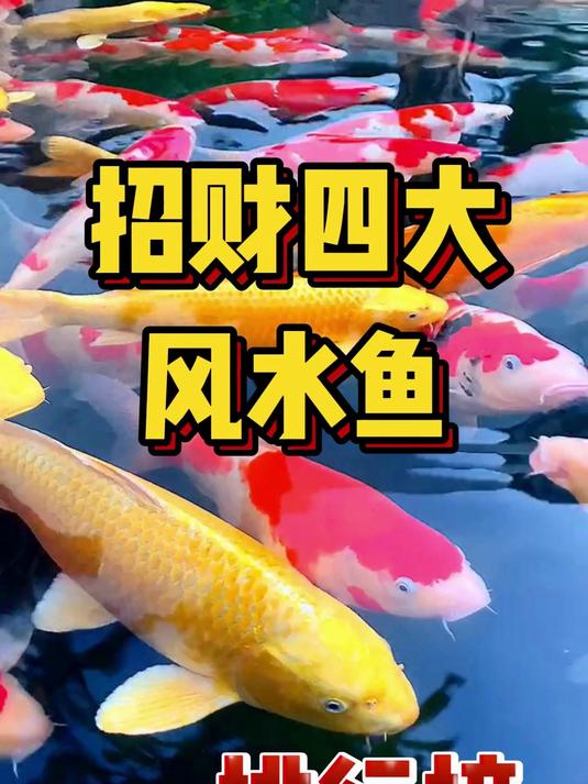 招财四大风水鱼的排行榜
