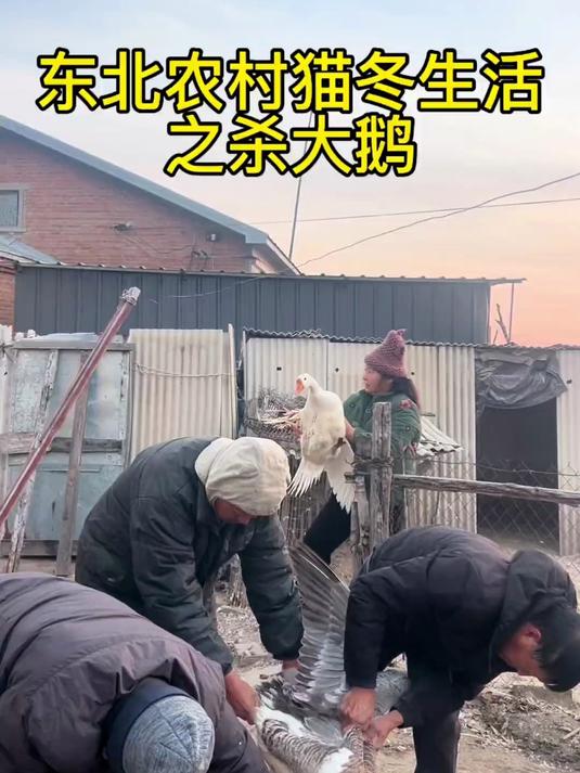东北农村为过冬一直在囤吃的,杀几十只大鹅,囤起来够冬天吃的