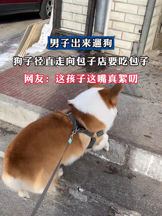 男子出来遛狗,狗子径直走向包子店要吃包子