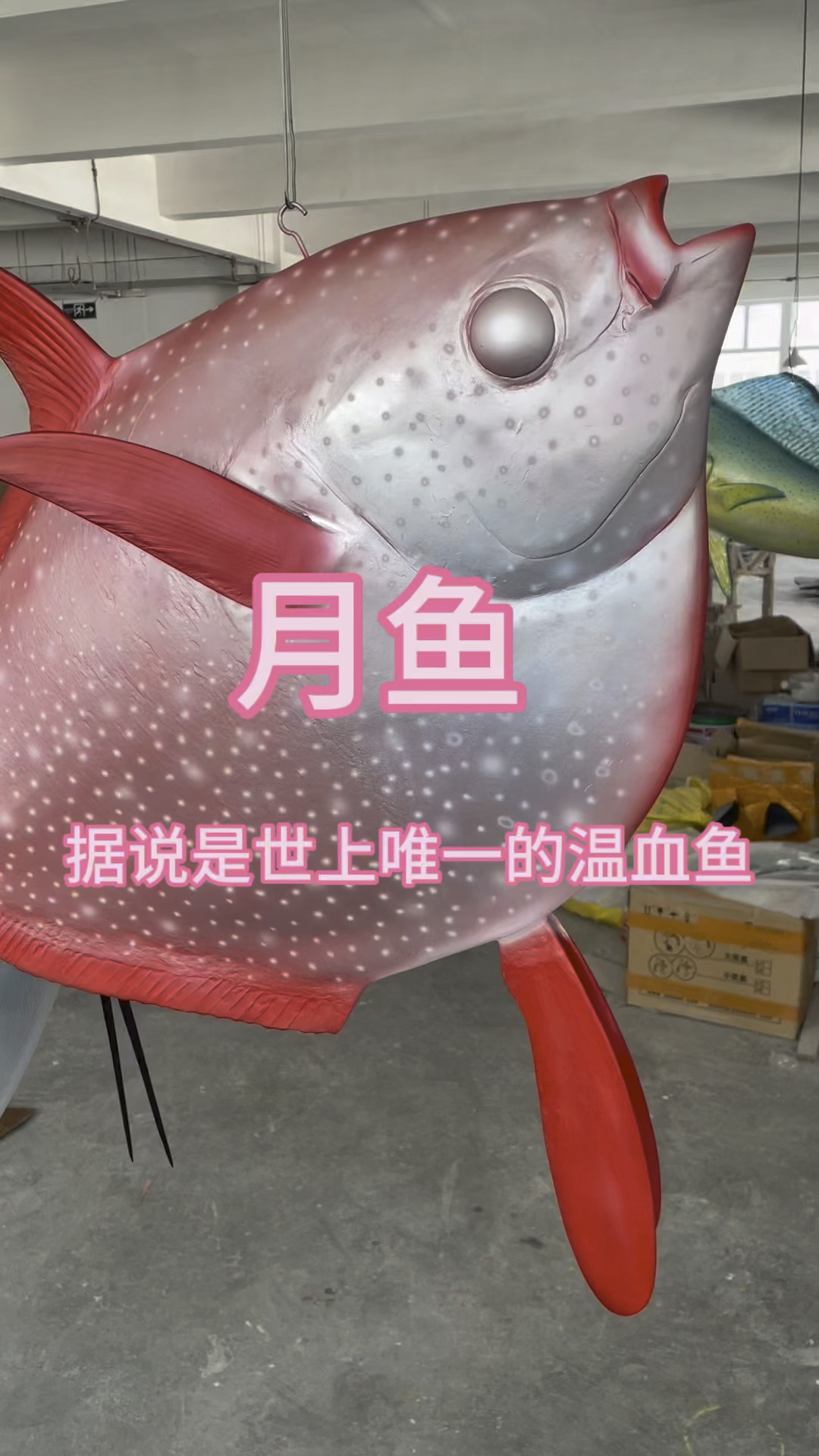 月鱼,据说是世上唯一的温血鱼