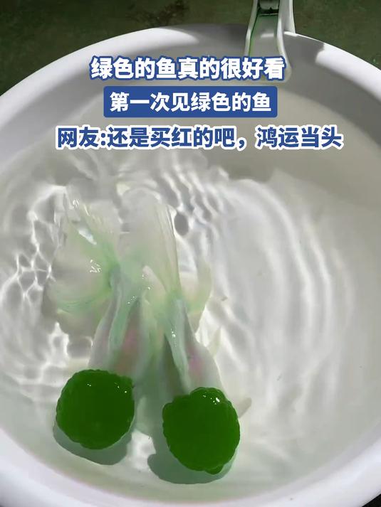 绿色的鱼真的很好看,第一次见绿色的鱼