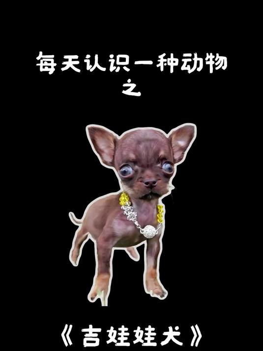 最小的犬类