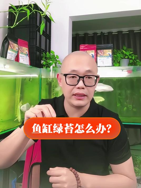 鱼缸绿藻如何处理?
