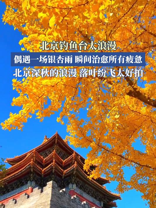 北京钓鱼台太浪漫!偶遇一场银杏雨,瞬间治愈所有疲惫