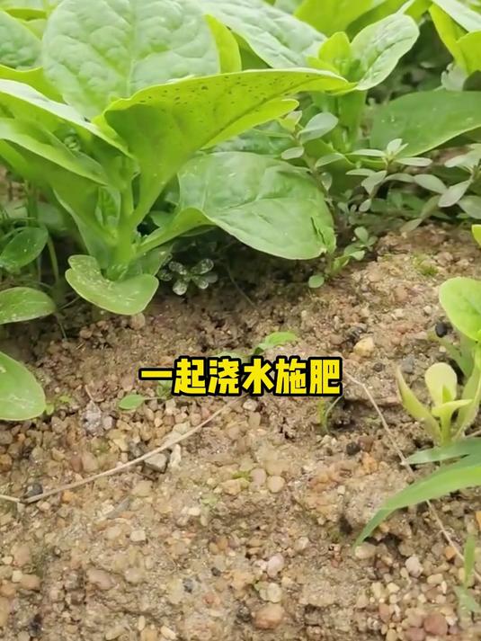 大叶速生王 木耳菜种子发芽率98%30天速收嫩叶 阳台花盆四季可种