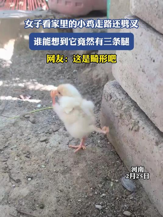 女子看家里的小鸡走路还劈叉，谁能想到它竟然有三条腿