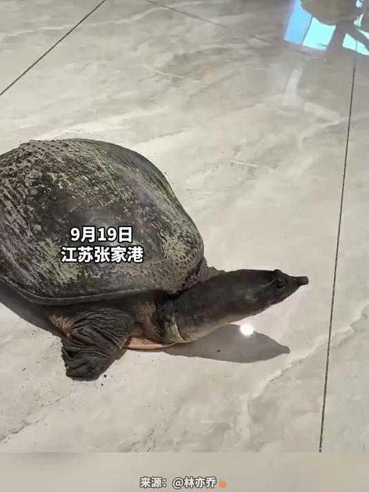 男子路边挑着一只“野生甲鱼”在售卖,女子路过花800元将其买下准备放生,结果被骗。女子:我
