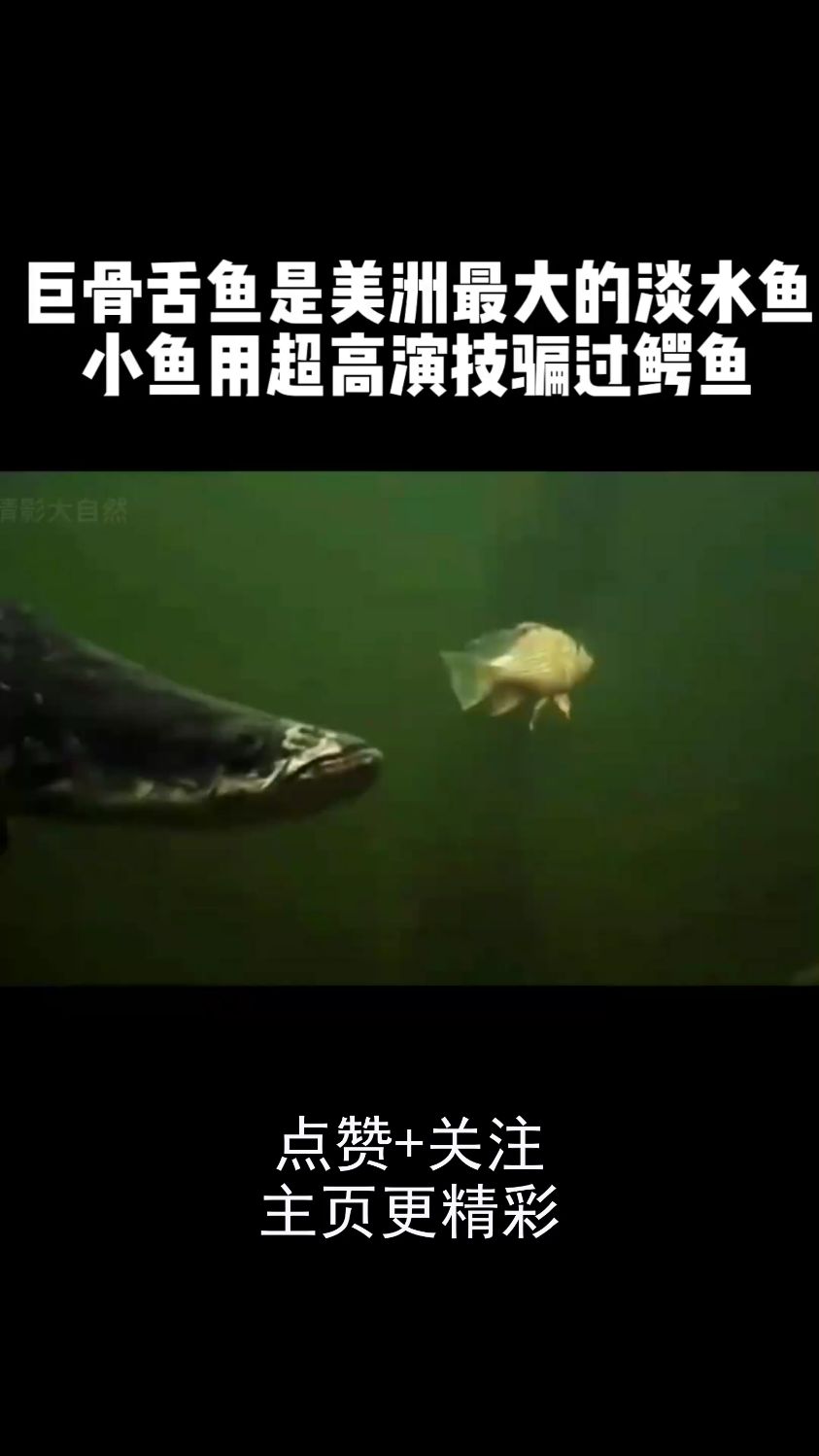 巨骨舌鱼是美洲最大的淡水鱼,小鱼用超高演技骗过鳄鱼!