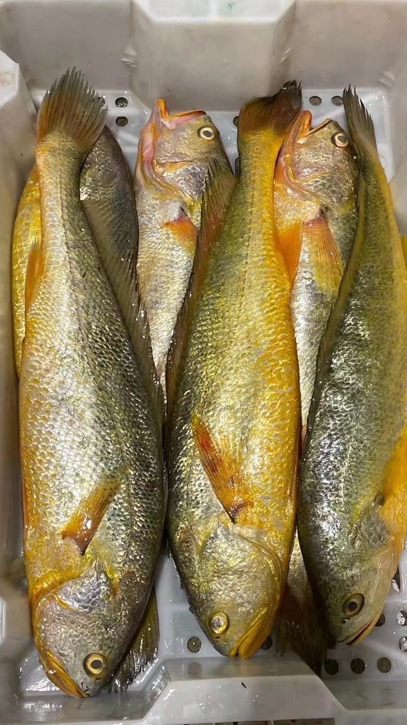 2024野生大黄鱼一斤左右多少钱,市场行情价