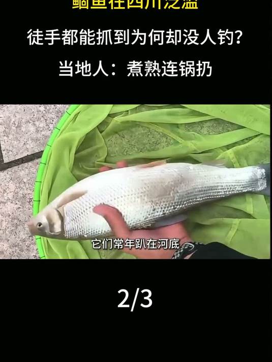 鲴鱼在四川泛滥，徒手都能抓到为何却没人钓？当地人：