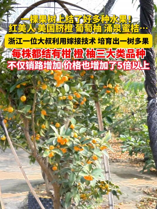 橘子柚子橙子……一棵果树上结了多种水果,又好看又能吃~(供稿:嵊州融媒体)