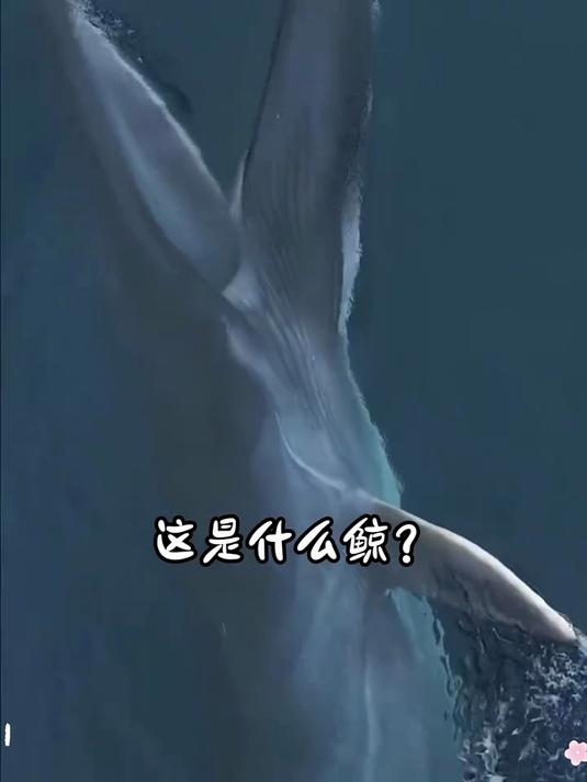 鲸鱼有多少种类,你知道吗?带你认识各种鲸鱼#科普##鲸鱼#