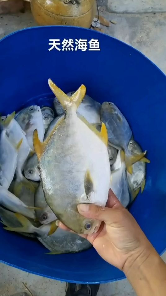 宝妈贷款5万投资金昌鱼干,现在一条都卖不出,只能自己吃,血亏了