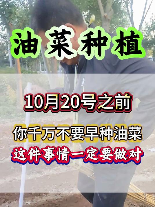 油菜种植 今年油菜种植为什么不能太早。原因以及种植时间分享