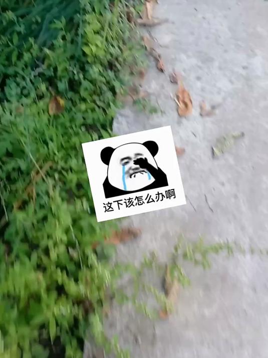 洛梓涵吖 搞笑文案 熊猫头表情包