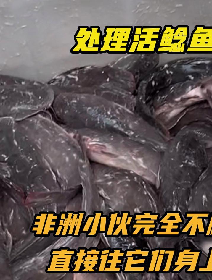 非洲小伙完全不顾活鲶鱼的反对,直接往它们身上,撒了一大把粗盐