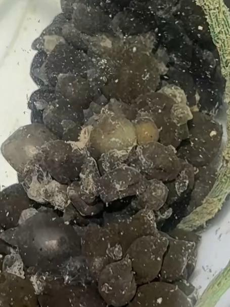 网友去海边捡螺,结果捞回一串灰不溜秋的墨鱼仔,网友:这东西要怎么养啊#旅游创作季#