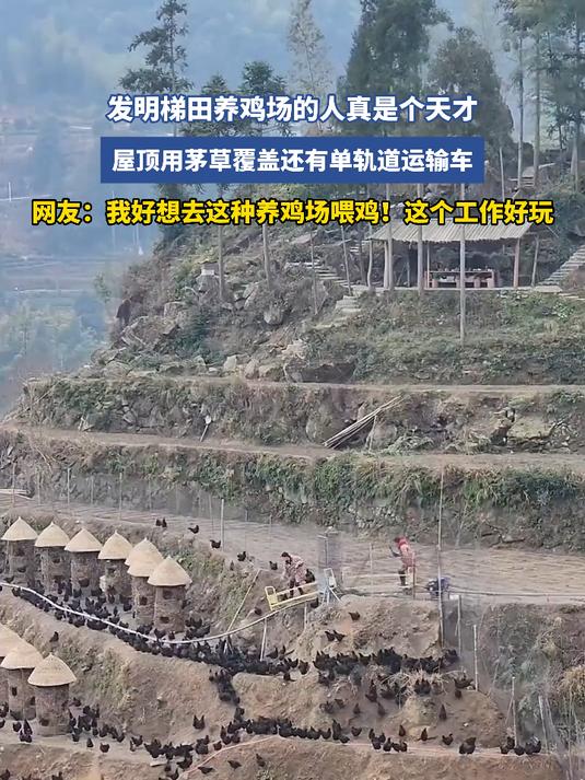 发明梯田养鸡场的人真是个天才,屋顶用茅草覆盖还有单轨道运输车