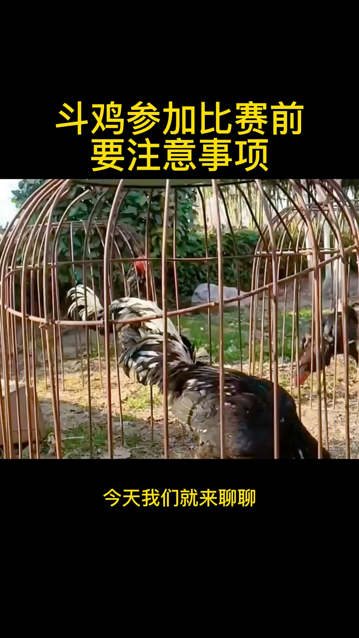 斗鸡参加比赛前的注意事项