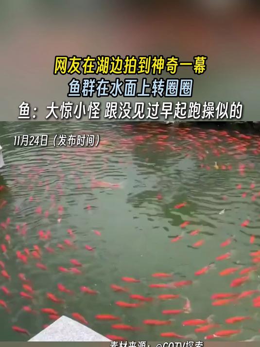 网友在湖边拍到神奇一幕，鱼群在水面上转圈圈