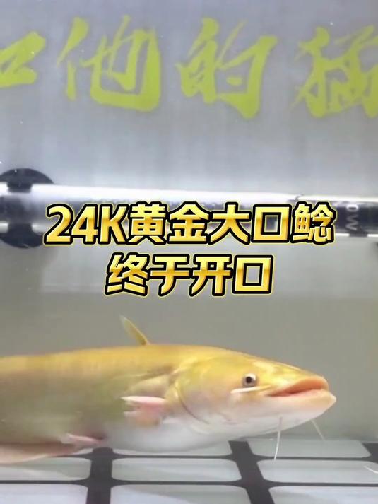 24k黄金大口鲶终于开口,祝你长得比猫大
