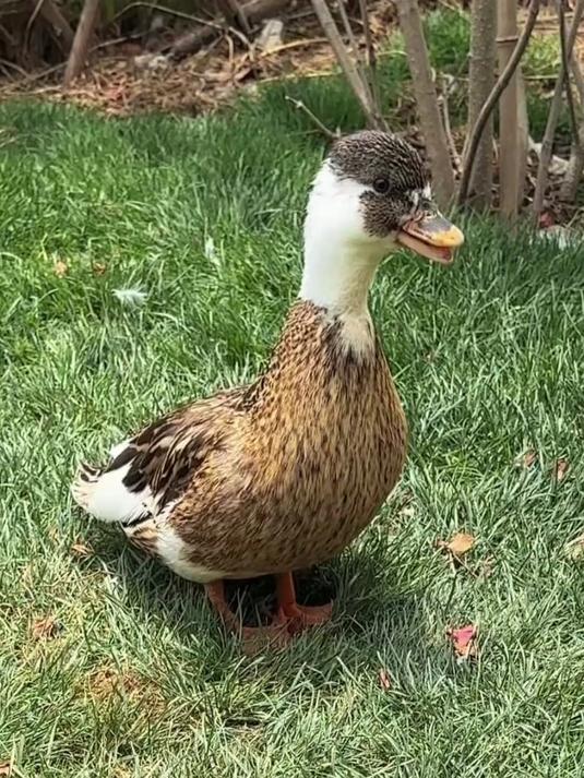 灰斑柯尔鸭来了 好久不见，你们想我了吗？#创作先锋冲刺计划#