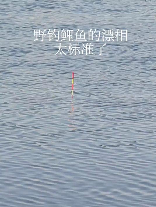 带您观看野钓鲤鱼的真实漂相,这个飘相太标准完美