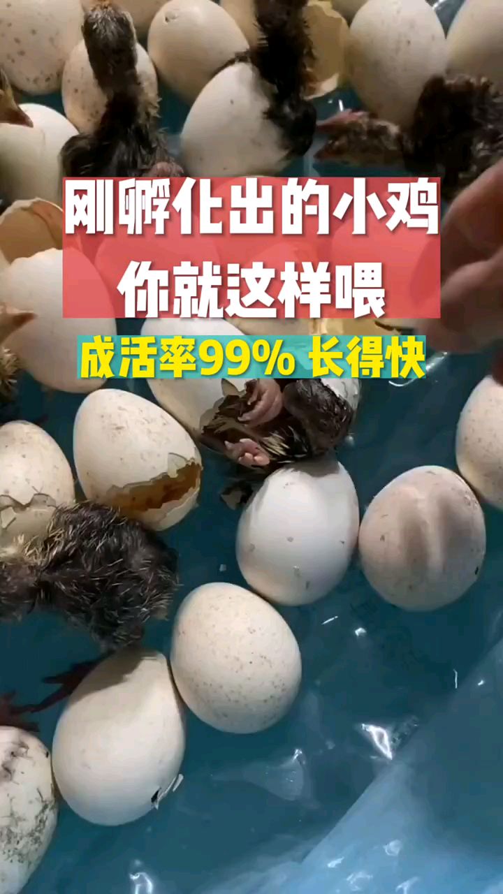 刚孵化出来的小鸡,你就这样喂,成活率高