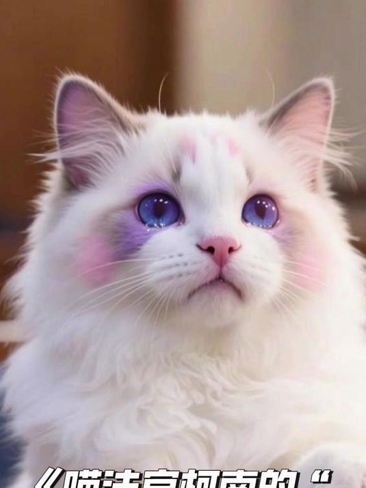 第1集:毛发凌乱!布偶猫泡芙哭着走进森林宠物法庭求公道