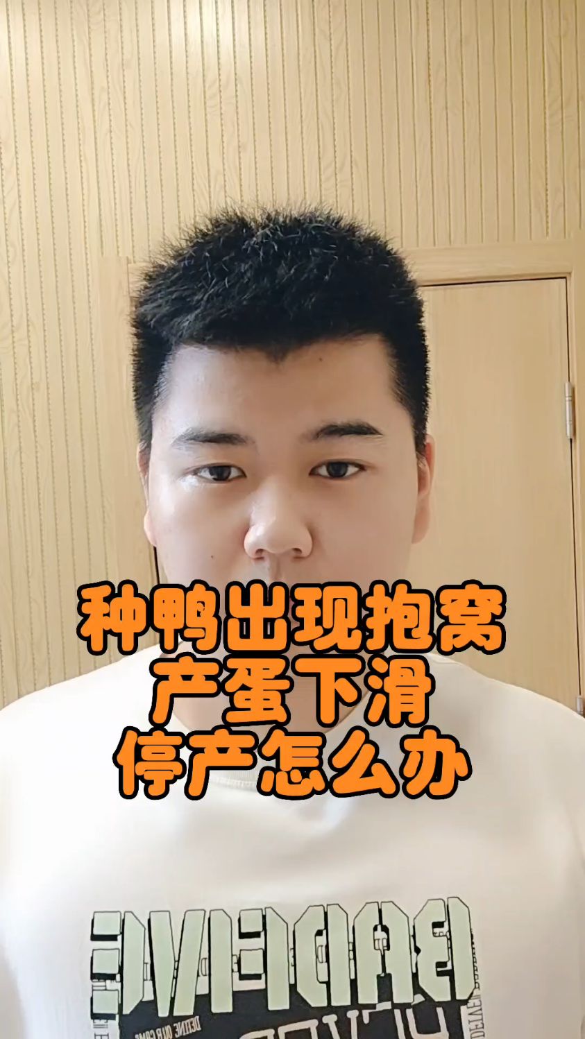 #怎样消除种鸭抱窝现象母番鸭抱窝表现怎样强制母番鸭抱窝番鸭抱窝怎样换窝怎样强制