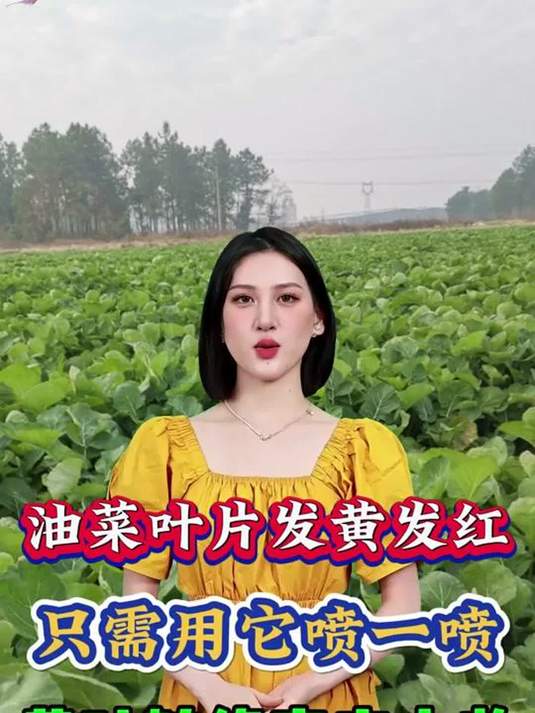 油菜叶发黄发红咋整?喷它!轻松转绿获高产