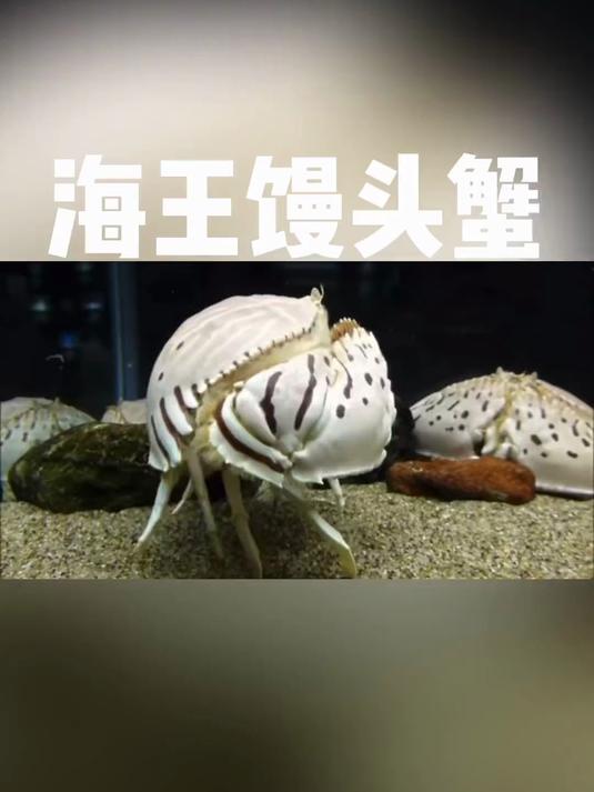 海王馒头蟹
