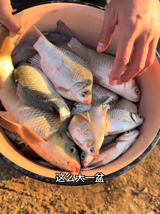 冬天野钓大板鲫,真的太开心了