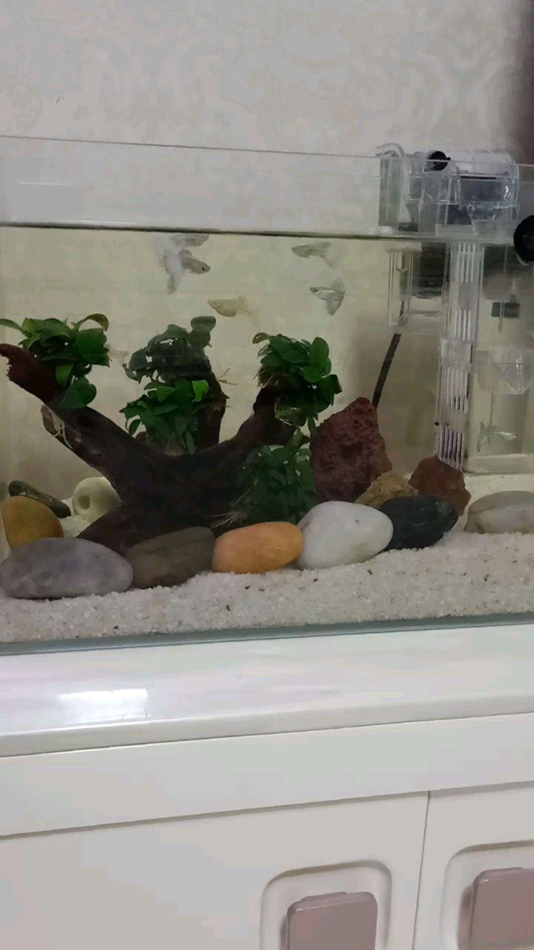 网购的蓝草尾孔雀鱼入缸半天了颜色依然发白不知道什么时候颜色能正常