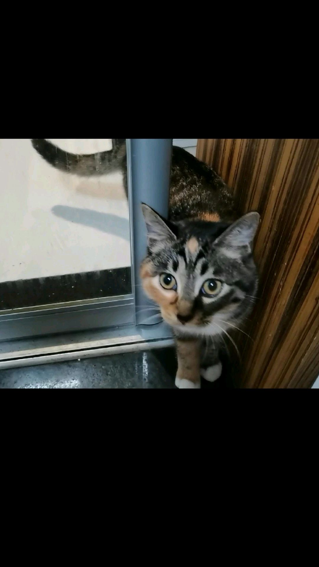 鱼唇的人类,该不会真的觉得区区推拉门可以挡得住喵星智慧生命探索厨房的jio步吧?