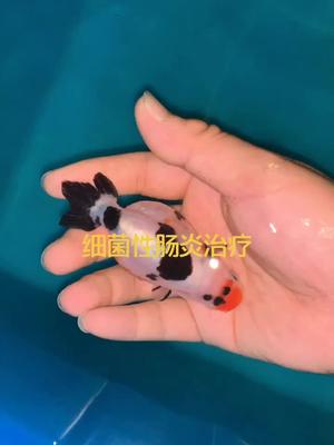 金鱼肠炎要早发现拖到腹水就不好治了换一半水加盐100升水5到10克必定清肠道特效配合药饵三