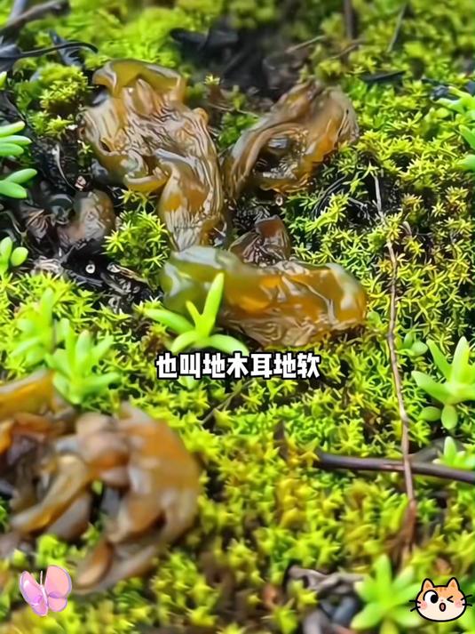 长辈超爱!地皮菜干营养丰富,煲汤暖胃超舒服!
