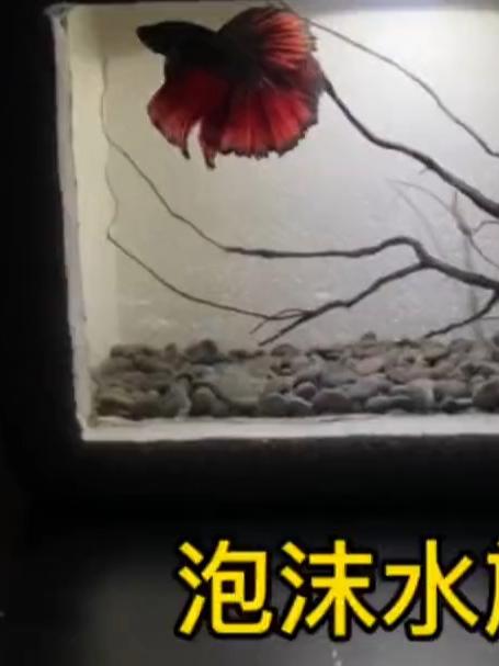 做一个创意的鱼缸,只养一条鱼#鱼缸造景##养鱼日记##泰国斗鱼#