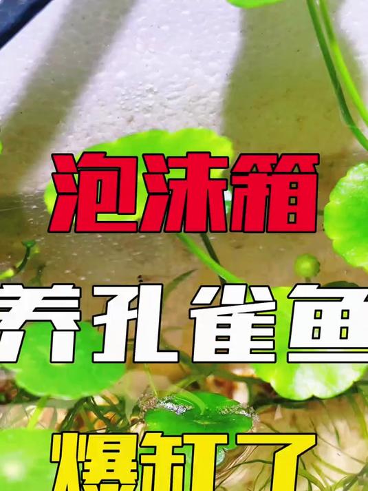 泡沫箱里放一对孔雀鱼,没有隔离就自然养爆缸
