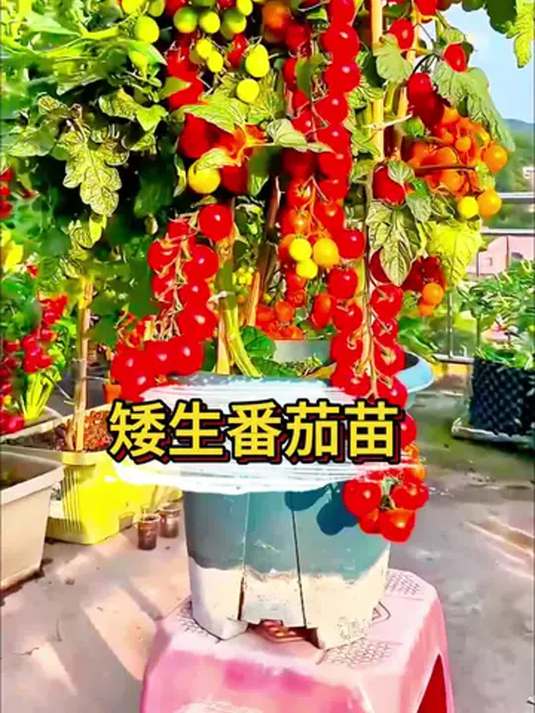 阳台种矮生番茄苗,四季结果,室内盆栽轻松搞定!